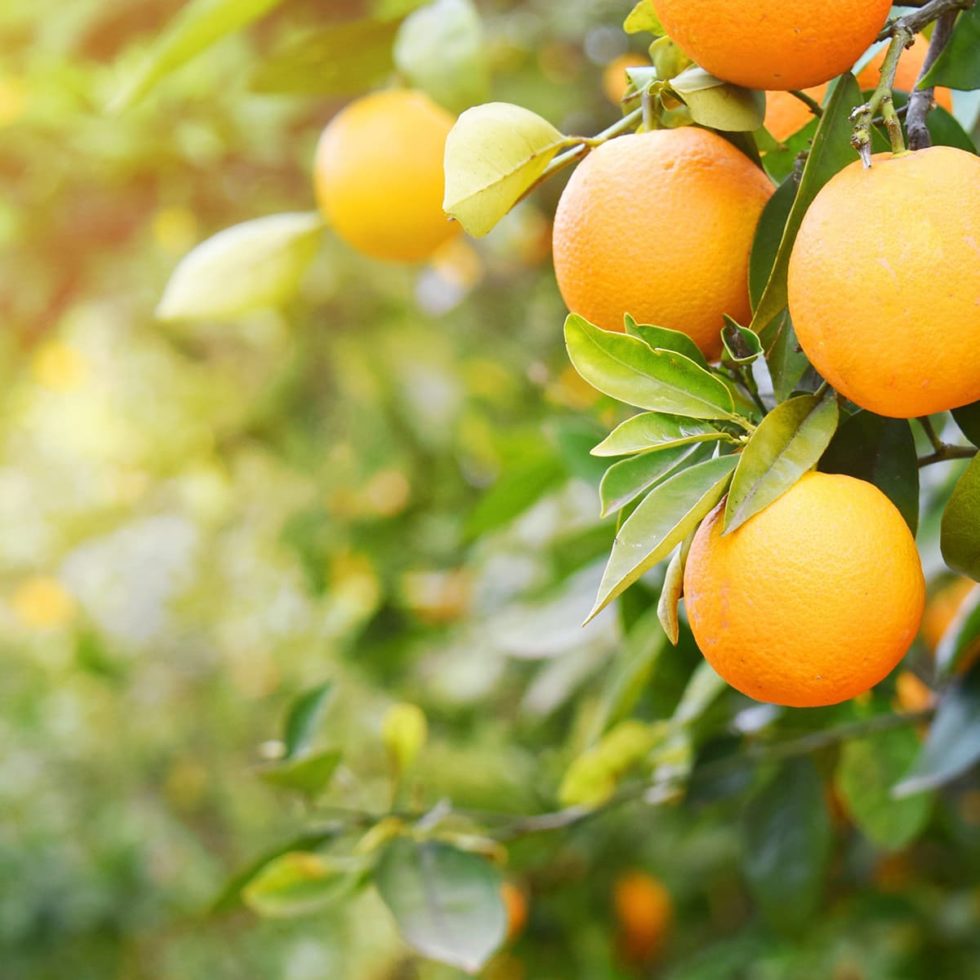 Mandarin Oranges Fruit Bowl® 4-pack - Dole® Sunshine